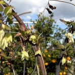 きよひめの気ままにロザリアン