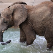今年の見納め?!プールで遊ぶ砥愛ちゃん