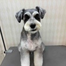 ミニチュアシュナウザー　シャンプーカット
