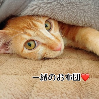 ジーローのずっとのおウチ