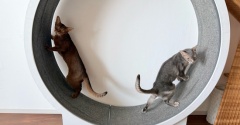 キャットホイール取り合いに勝ったりすたん