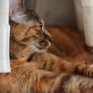 カーテンの裏にすっぽり麦ちゃんとニンテンドースイッチ2の予約が気になる飼い主と(猫2816)