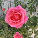 秋バラを楽しむ