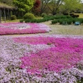 芝桜