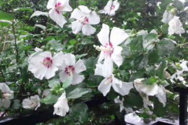 ２０１５年７月２日 木 １ ムグンファ 院長日記