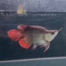 激短！スーパーショート！