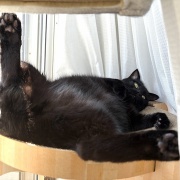 【猫写真】くつろぎ方で黒猫を見分ける