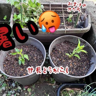 メルロコ一家の横須賀ストーリー