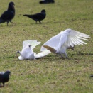 シドニーの野生インコたちの遊び方が激熱で衝撃的だった