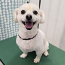 トリミングコーナー