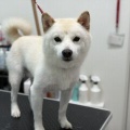 トリミングのお客様