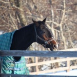 『便利な耳』の画像