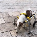 シャンプー