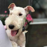 『【犬】ハッピーくん 家族が決まりました』の画像