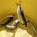 試し釣り結果