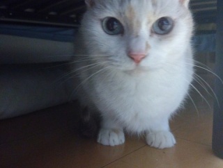 実物のﾈｺﾁｬﾝたちセカンド231