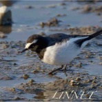　　　　　　　　　　　　　　　　　　　　　　　　　　　　　野鳥とのふれあい