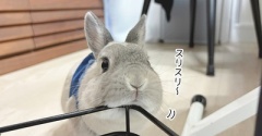 うさぎのルリ(10/27追記)