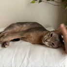 朝一番の猫たち