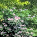 紫陽花が見頃！！