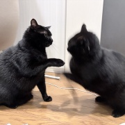昼間のピカピカ毛並み