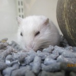 小動物専門店NATURE'S