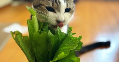 お野菜パーティー