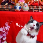 ラグドール　ルルナのあしあと。