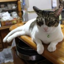 家の猫さん