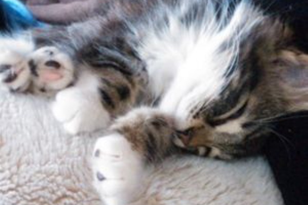 あるてぃはっぴぃ ノルウェージャンフォレストキャット ノルウェージャンフォレストキャット