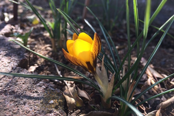 Cpガーデンのブログ 花サフラン
