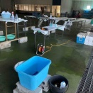 まぐろ感謝祭を前にした動き②