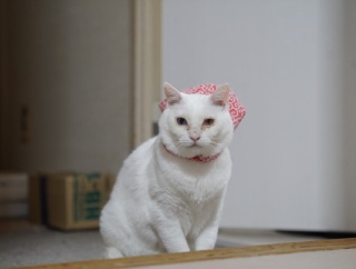 生ける宝石珍獣、久しぶりの地上波　20251027