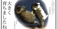 育ち過ぎたキジトラ