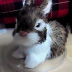 orion_usagiのブログ