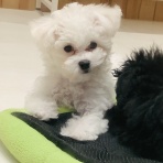 群馬県 ペットショップワンラブ スマーク伊勢崎店スタッフブログ