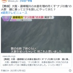 謎の魚が道頓堀を埋め尽くす。お前らの想像の3倍くらい埋め尽くす