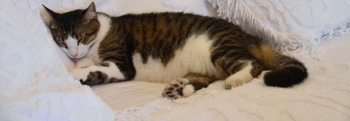 非常に珍しい青いロブスターに関する 5 つの興味深い事実