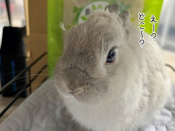 うさぎのルリ(1/5追記)