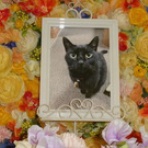 水戸ペットセレモニーのblog【ペット火葬・霊園・茨城・水戸市】