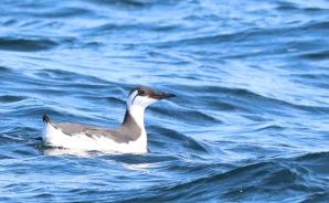船から撮影した"海鳥"たちの姿