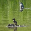 2026年5月15日の野鳥公園