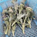 ブロッコリー🥦2025秋