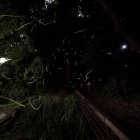 『投稿：横浜市梅田川のホタル【追記】＆四季の森公園のホタル　2025/06/17』の画像