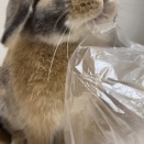 南町田グランベリーパーク店新人の塚澤です！