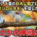 【AI的中】千葉の巨大公園で幻の冬鳥「ニシオジロビタキ」を探した結果…まさかの神回に！