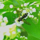 ムツボシハチモドキハナアブ。