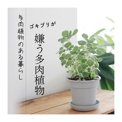 シンプルライフ シンプルスタイル Powered By ライブドアブログ シンプルライフ シンプルスタイル Powered By ライブドアブログ