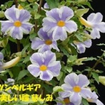 田舎記者の手帳
