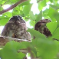 2025鑁阿寺アオバズクの巣離れ幼鳥を撮るI🐤📸(足利市)